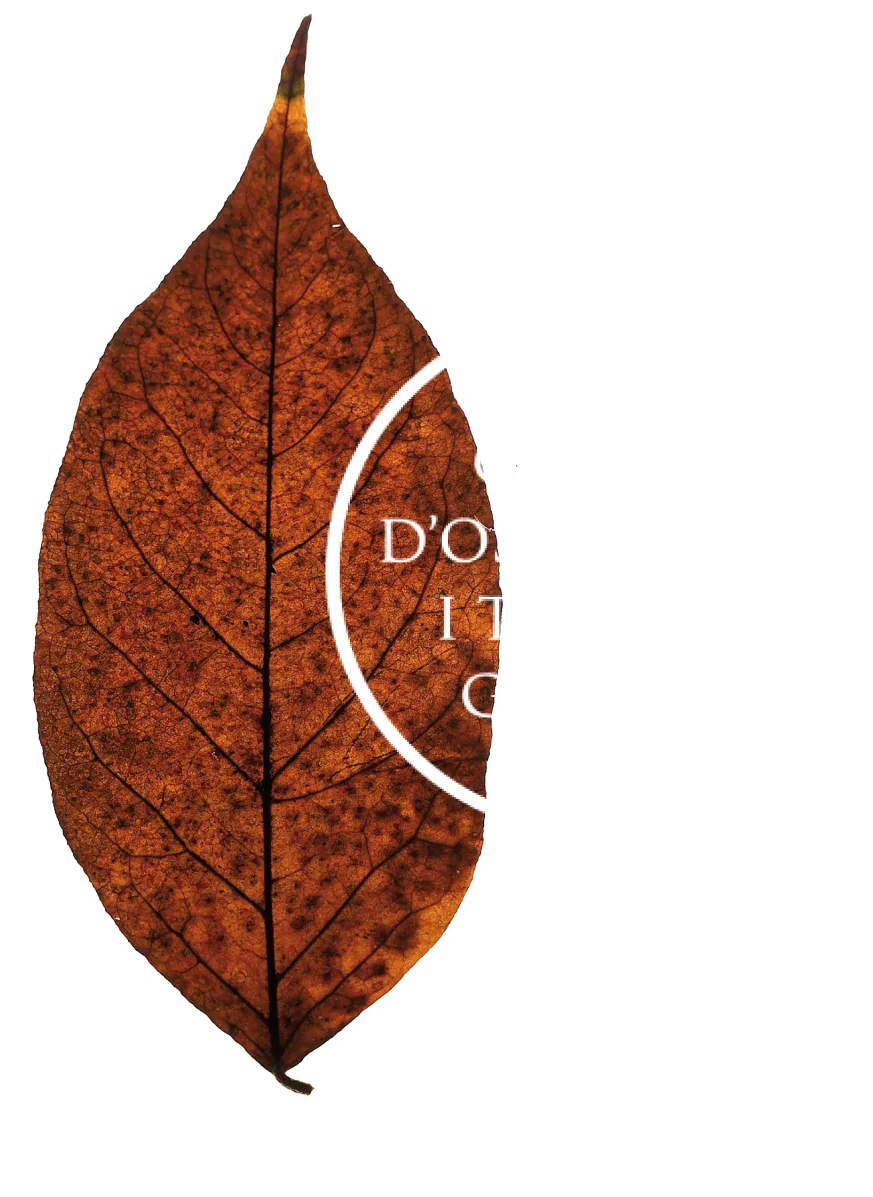 Brown dried autumn leaf with a white circular stamp overlapping its right edge, text partly obscured