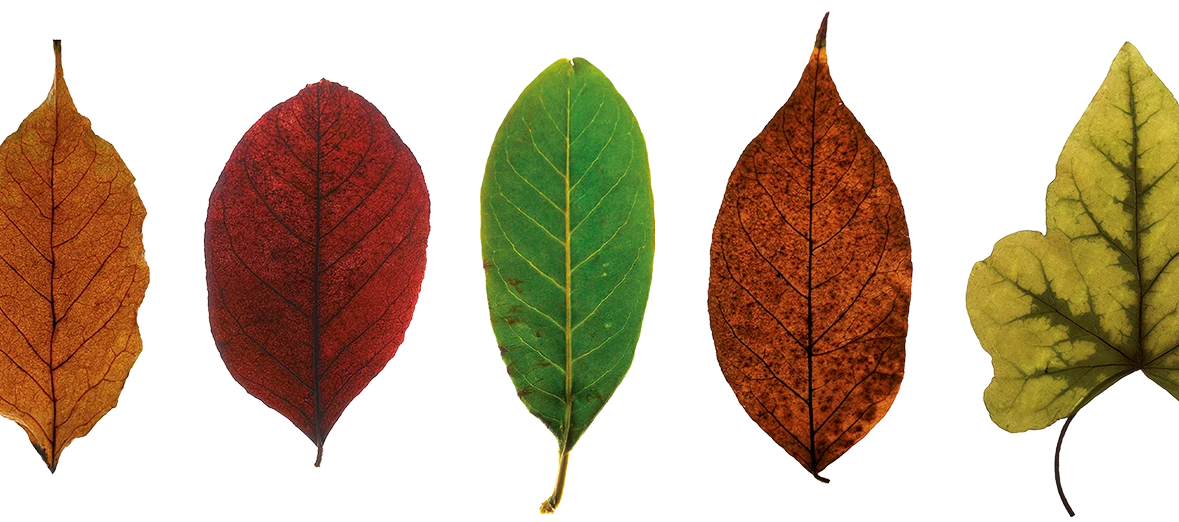Five autumn leaves arranged in a row showing colors from orange to red, green, brown, and yellow-green.