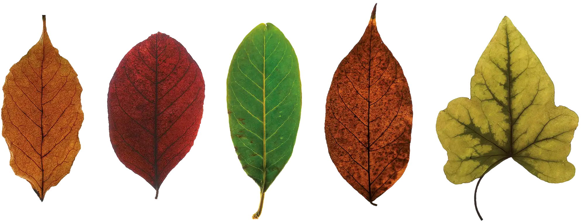 Five autumn leaves in a row: orange, red, green, brown-speckled, and pale yellow-green leaf patterns.